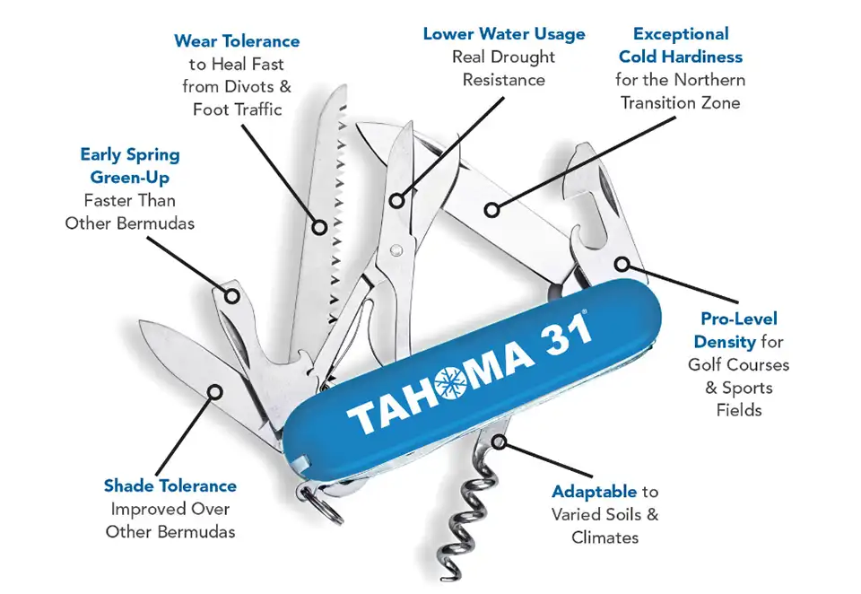 Tahoma 31® Bermuda